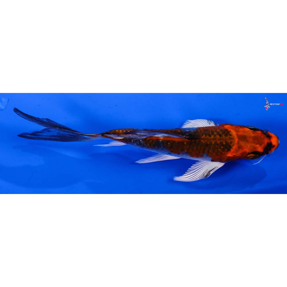 4.5” Imported Kujaku Butterfly Koi