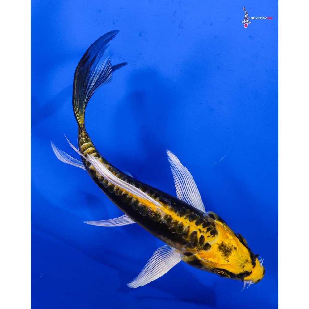 4.5” Imported Kin Kikokuryu Butterfly Koi