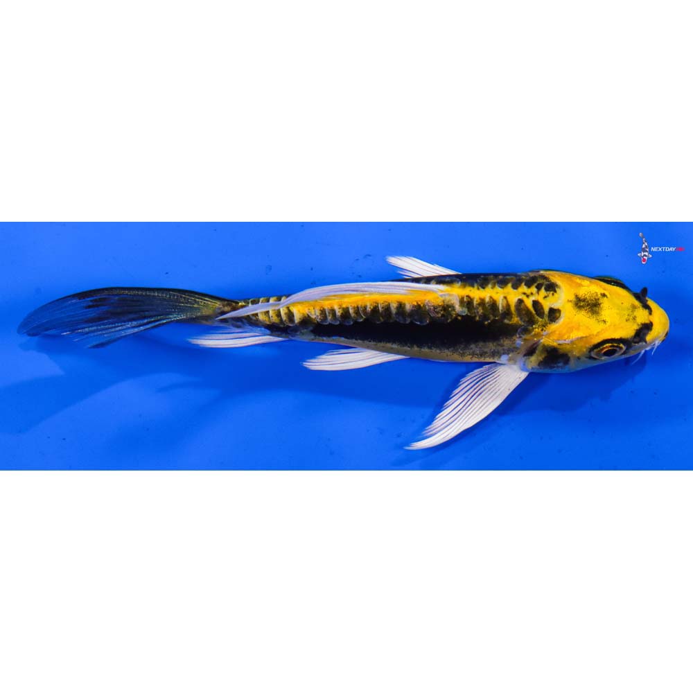 4.5” Imported Kin Kikokuryu Butterfly Koi