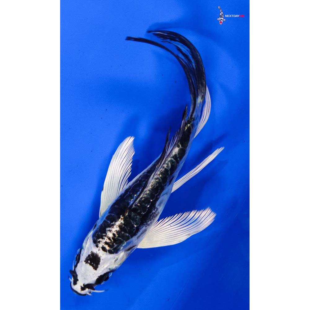 4” Imported Kikokuryu Butterfly Koi