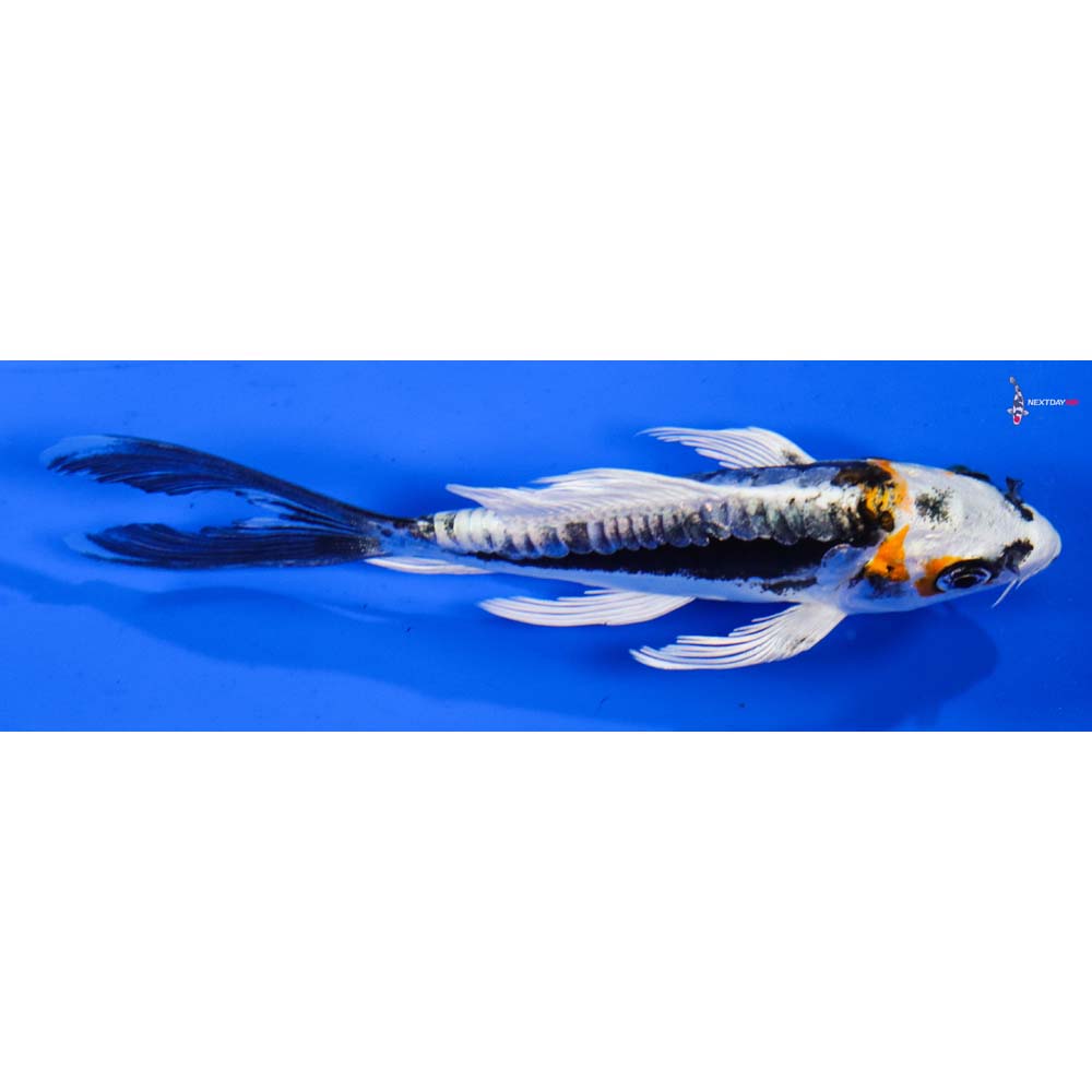 4.5” Imported Kin Kikokuryu Butterfly Koi