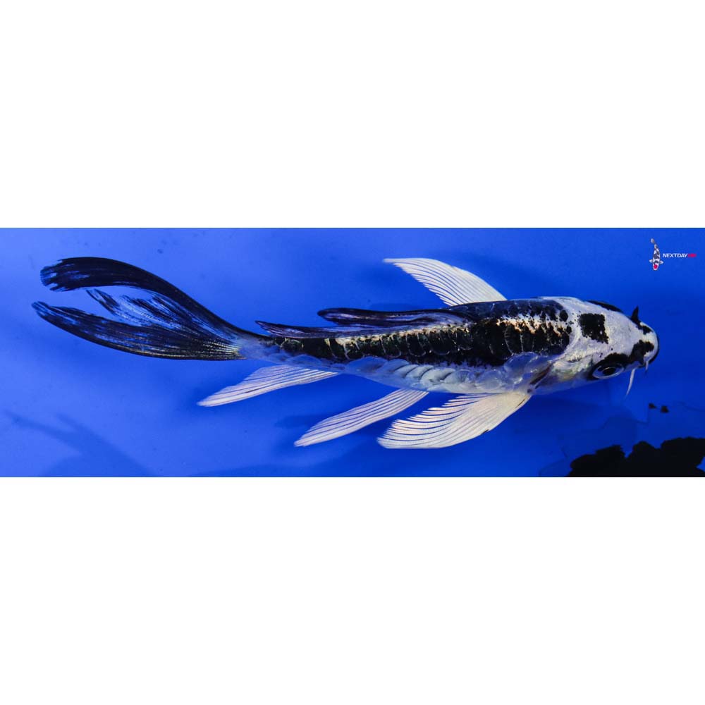 4” Imported Kikokuryu Butterfly Koi