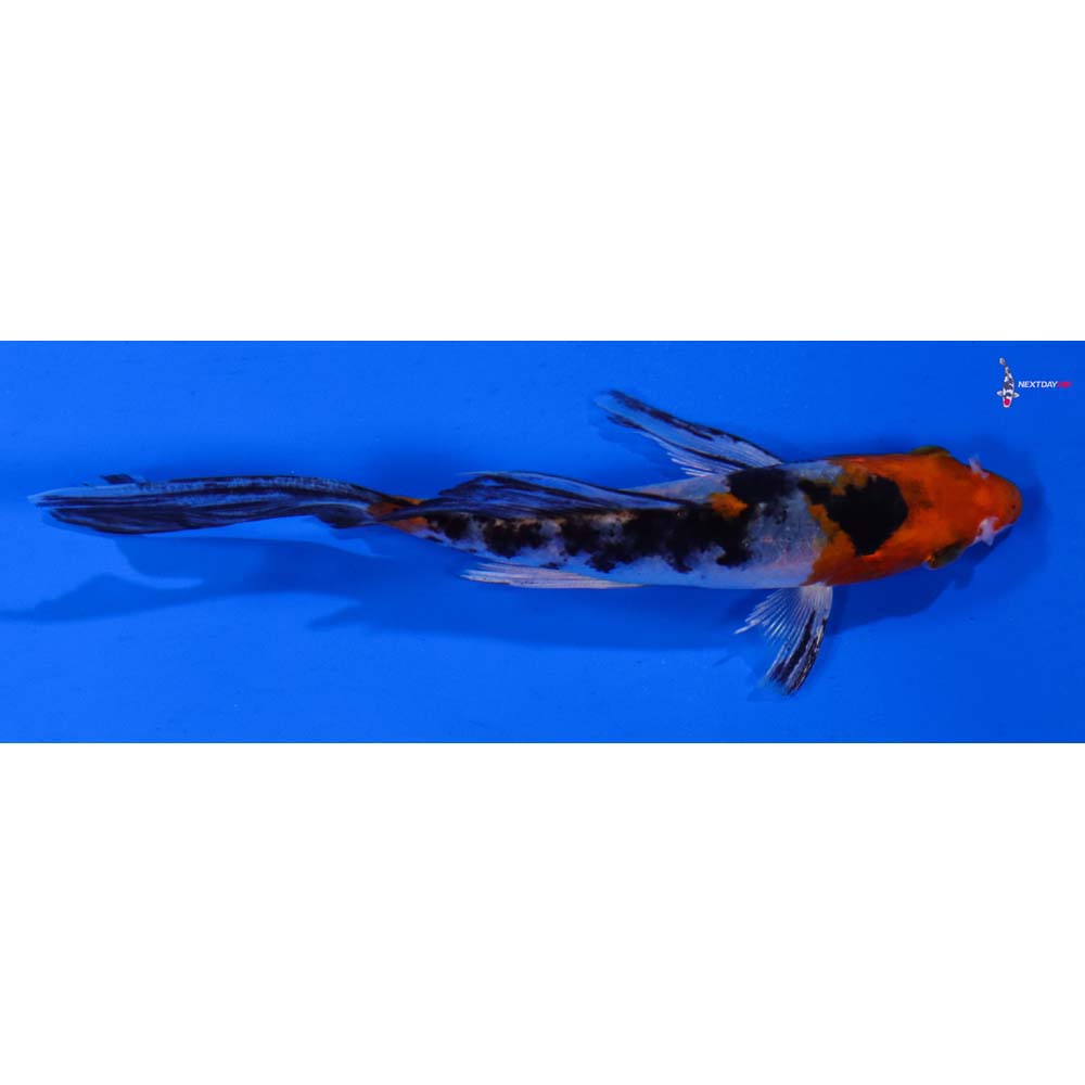 4.5” Imported Yamato Nishiki Butterfly Koi