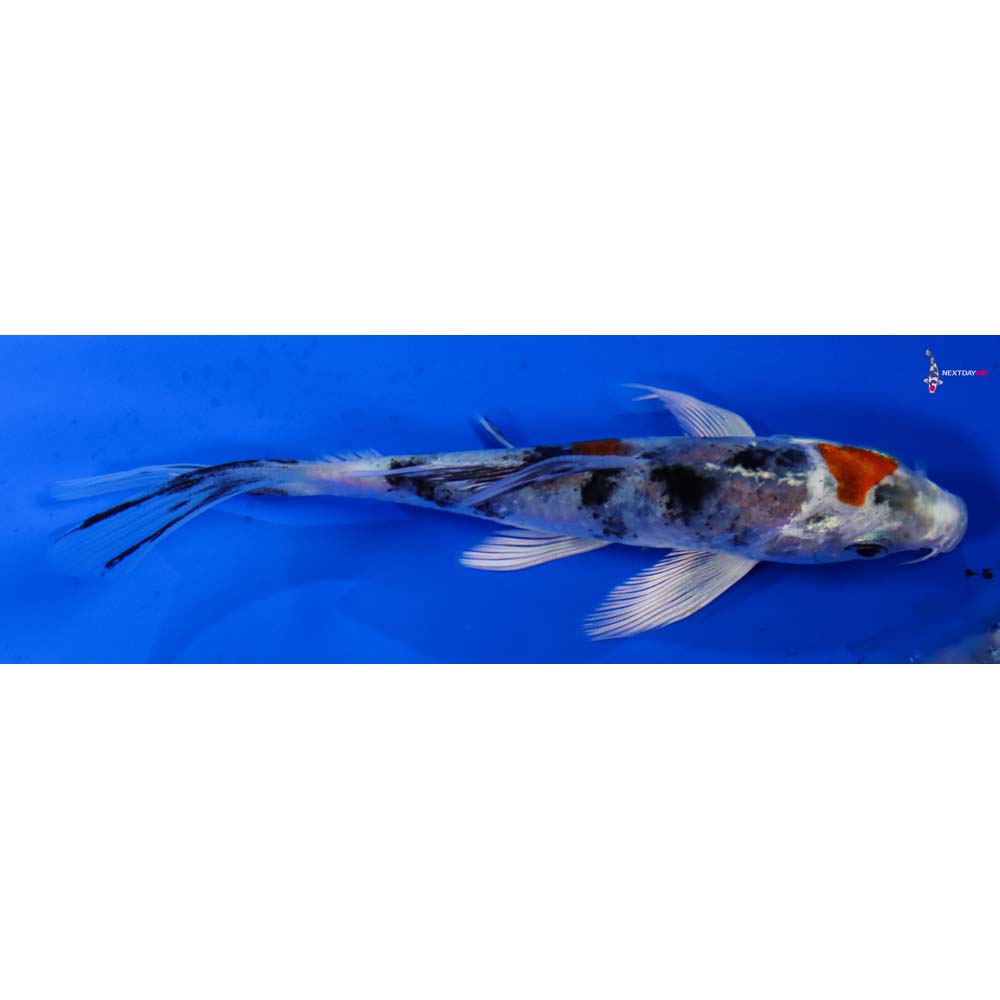 4.5” Imported Yamato Nishiki Butterfly Koi