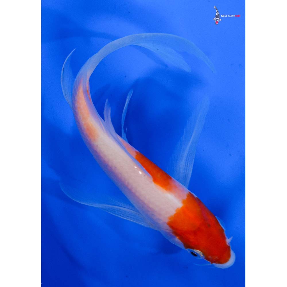 5” Imported Kohaku Butterfly Koi