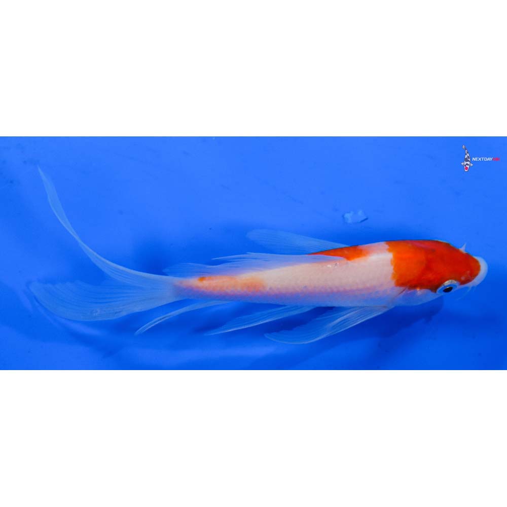 5” Imported Kohaku Butterfly Koi