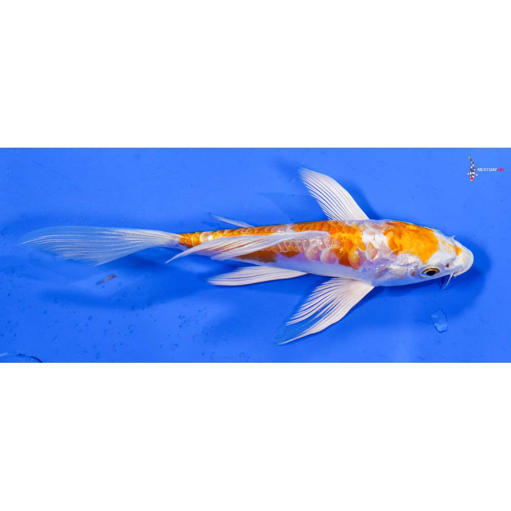 5” Imported Kikusui Butterfly Koi