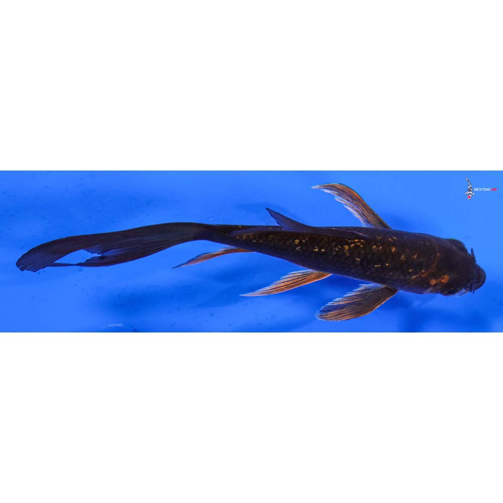5” Imported Gin Rin Chagoi Butterfly Koi