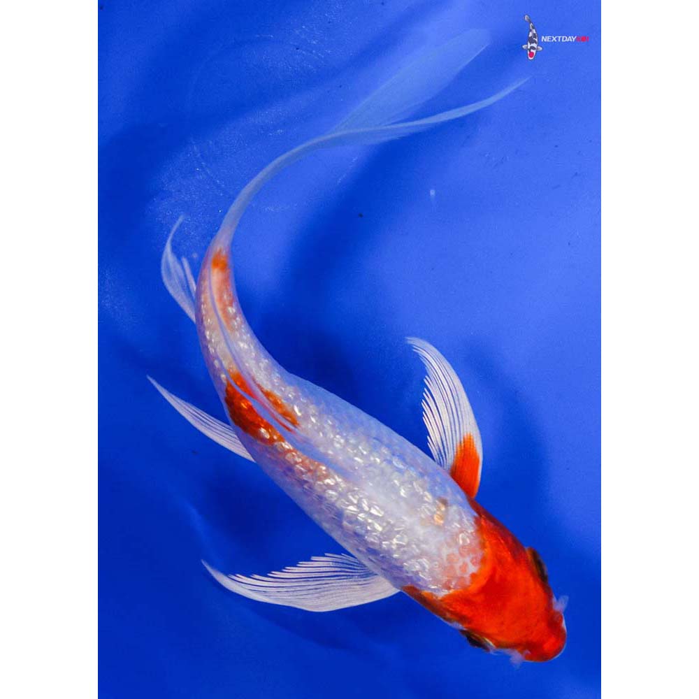 5” Imported Gin Rin Hariwake Butterfly Koi