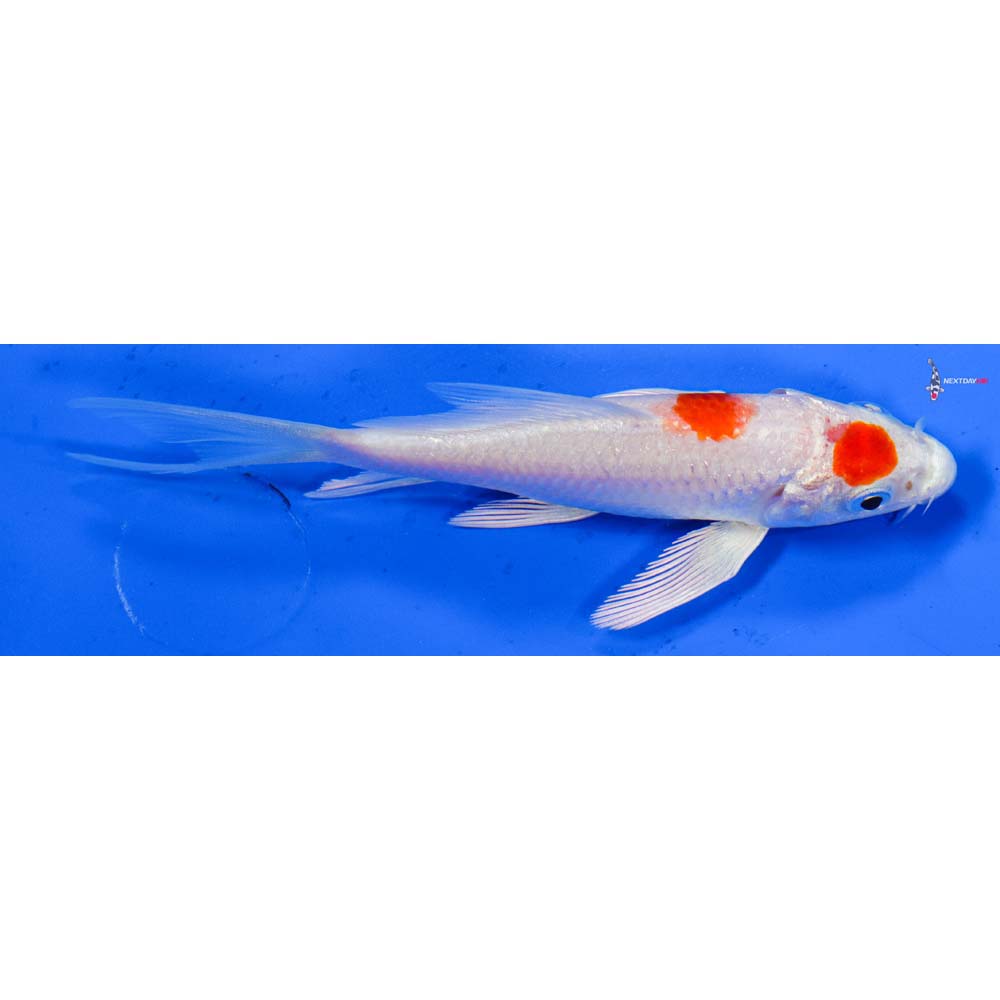 4” Imported Hariwake Butterfly Koi