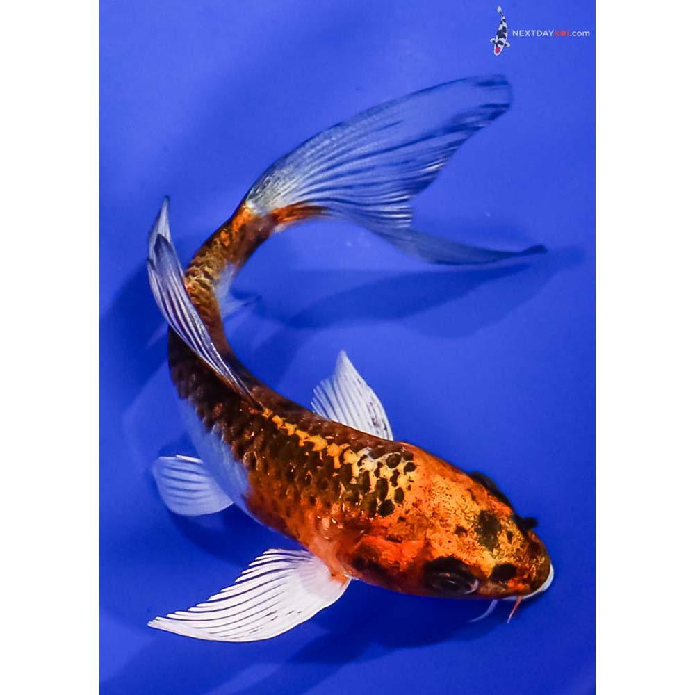 5” Imported Kujaku Butterfly Koi