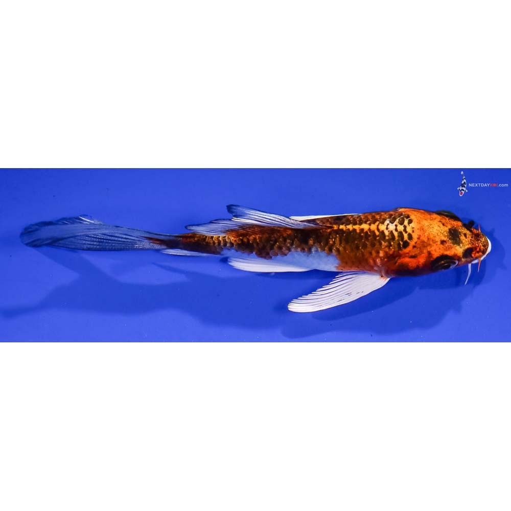 5” Imported Kujaku Butterfly Koi