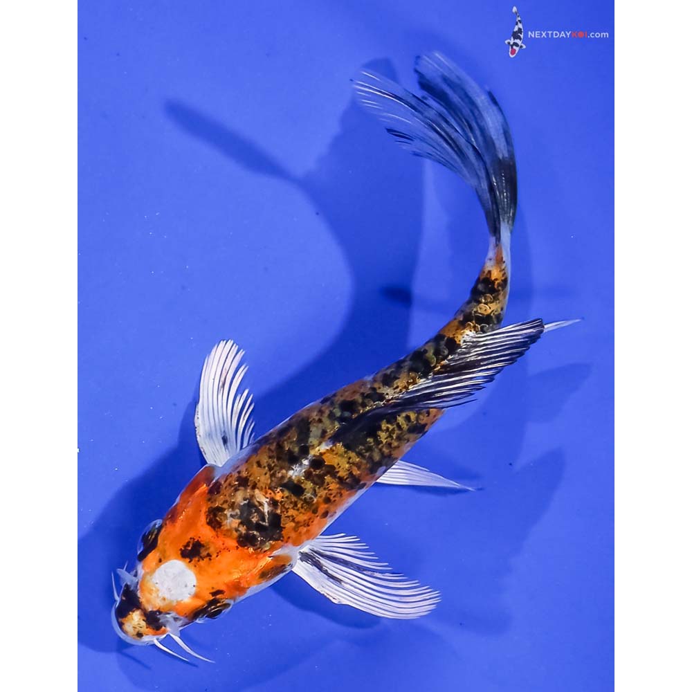 5” Imported Yamato Nishiki Butterfly Koi