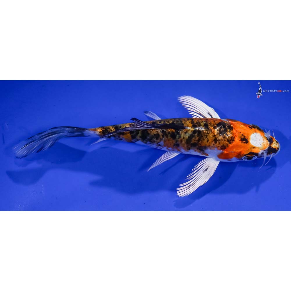 5” Imported Yamato Nishiki Butterfly Koi