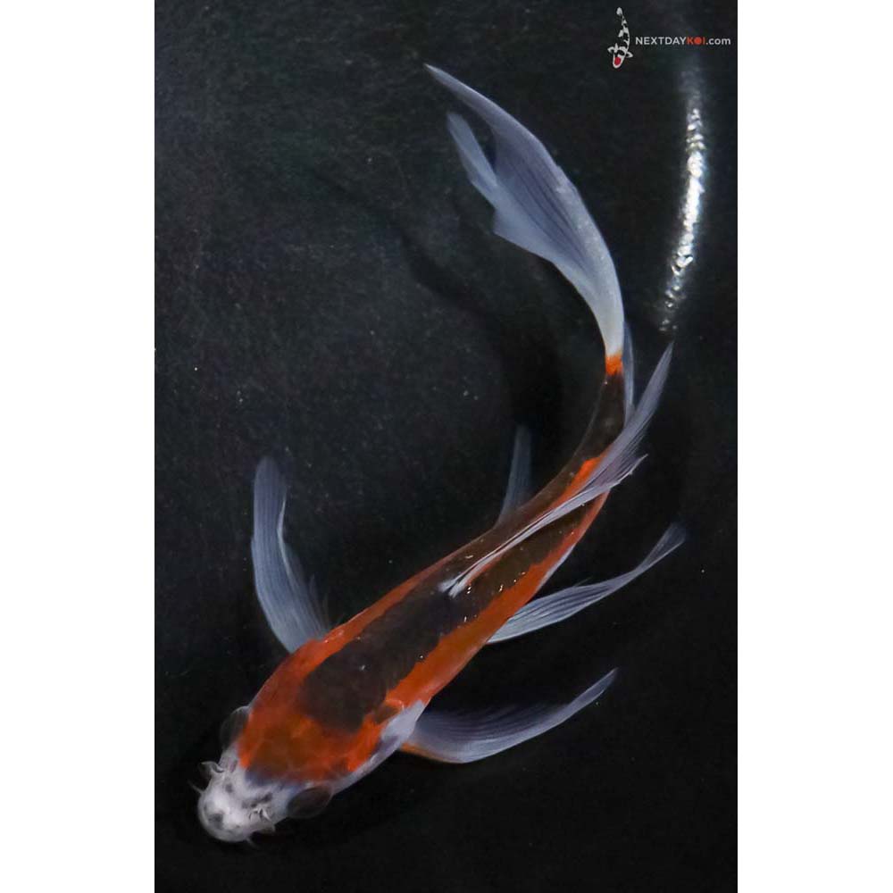 5” Imported Shusui Butterfly Koi