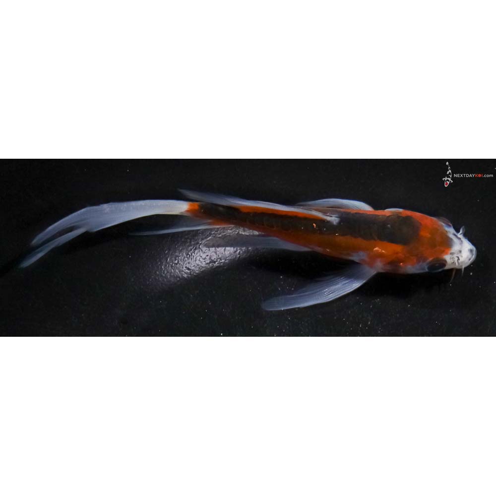 5” Imported Shusui Butterfly Koi