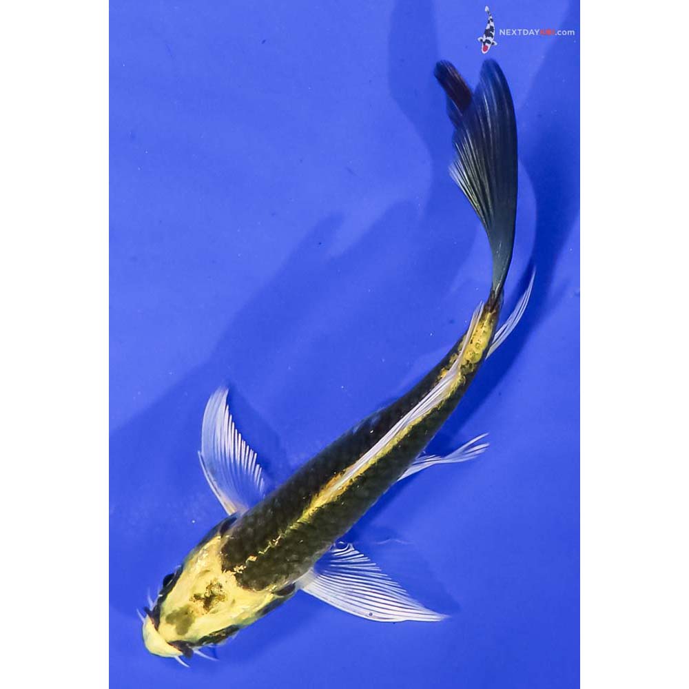 4.5” Imported Ki Matsuba Butterfly Koi
