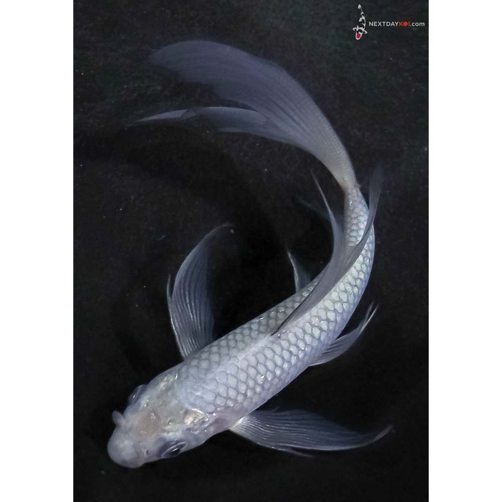 5.5” Imported Soragoi Butterfly Koi