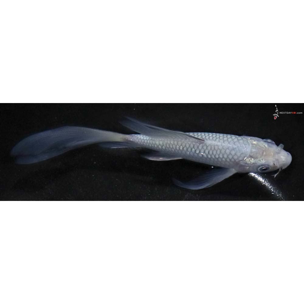 5.5” Imported Soragoi Butterfly Koi