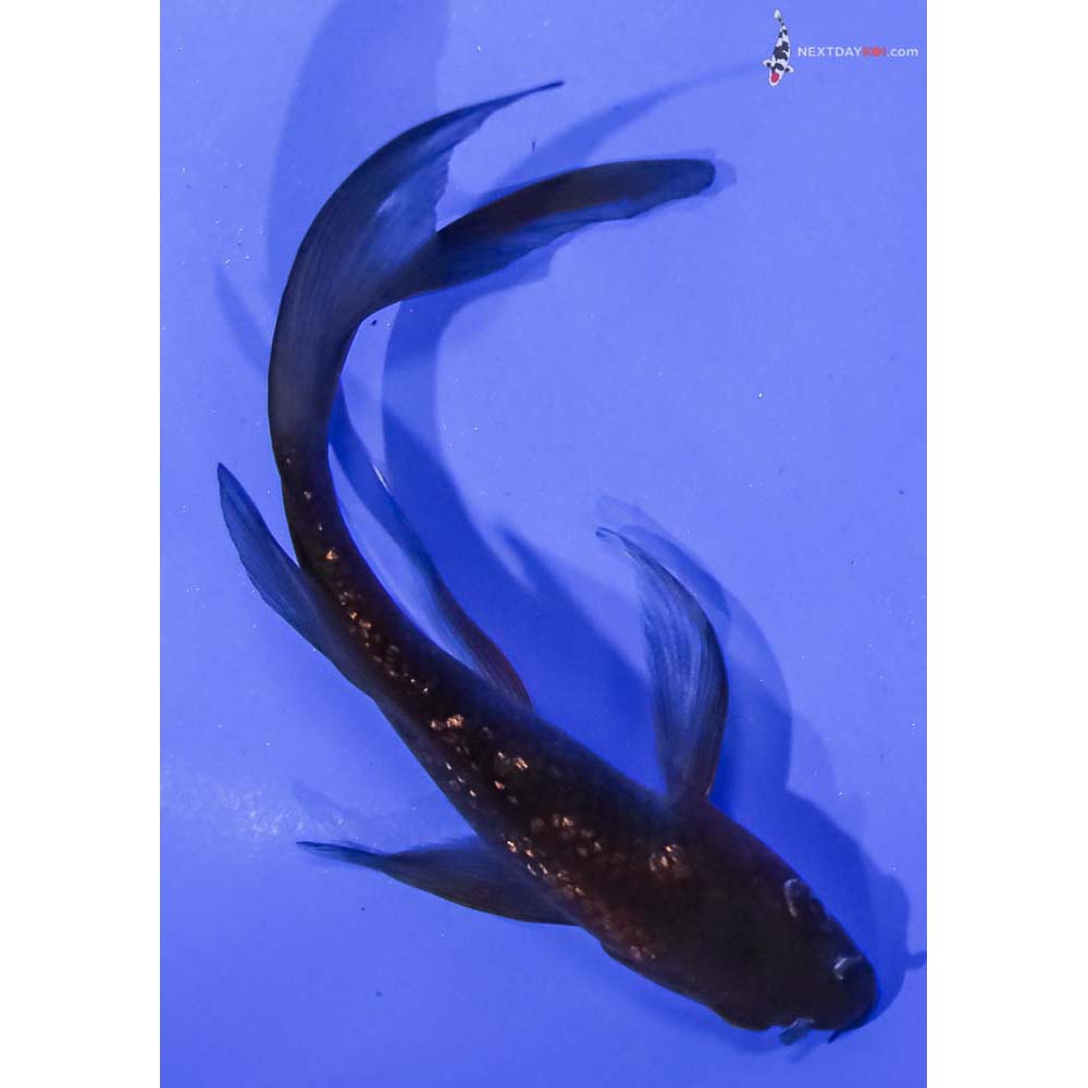 5.5” Imported Gin Rin Chagoi Butterfly Koi