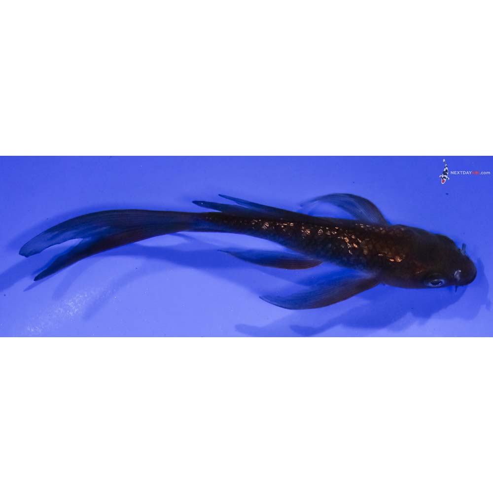 5.5” Imported Gin Rin Chagoi Butterfly Koi