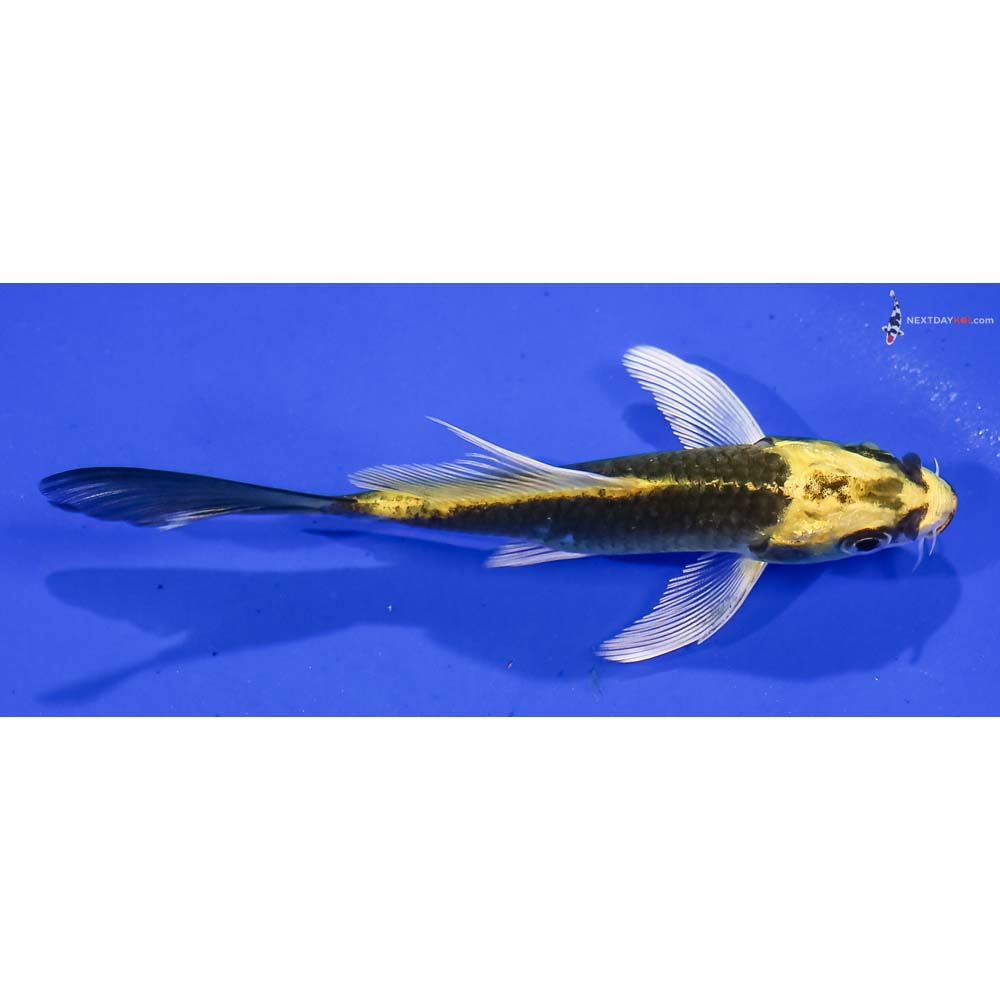 4.5” Imported Ki Matsuba Butterfly Koi