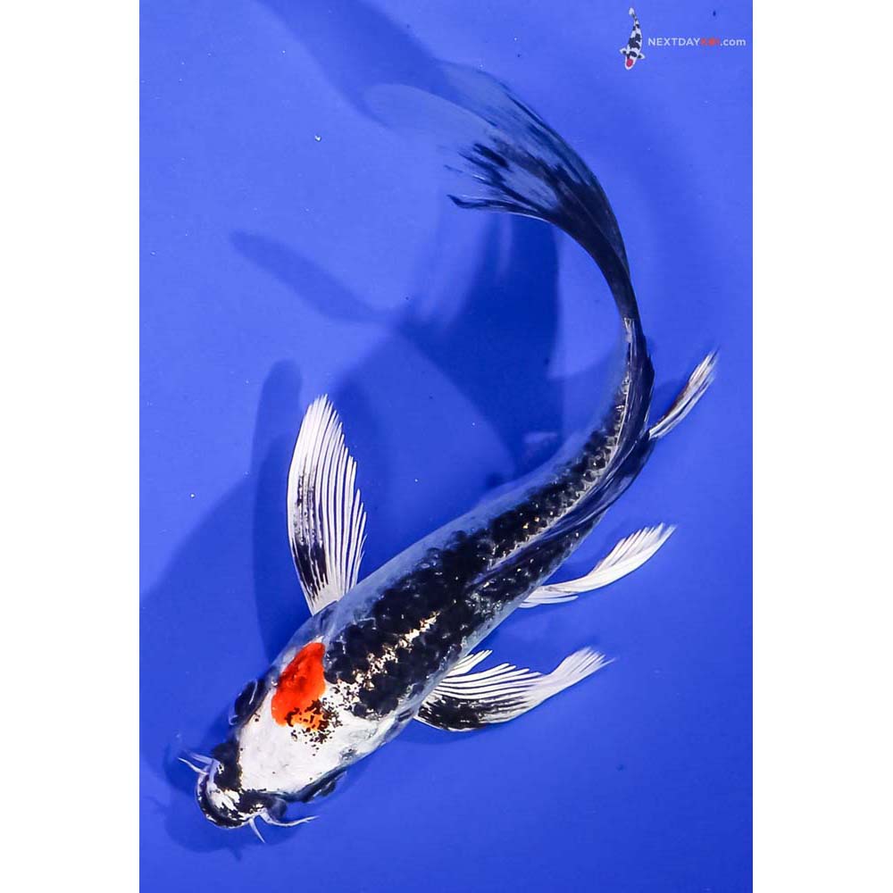 5.5” Imported Kujaku Butterfly Koi