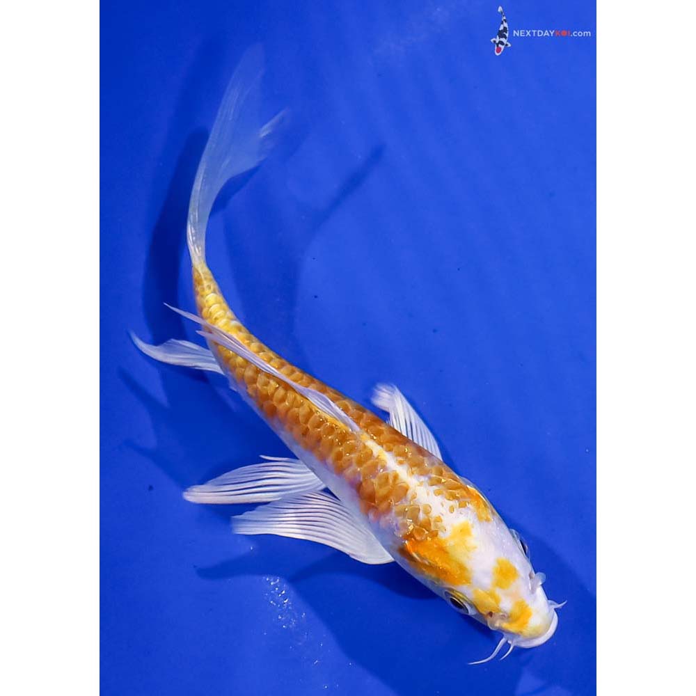 5.5” Imported Armor Scaled Lemon Hariwake Butterfly Koi