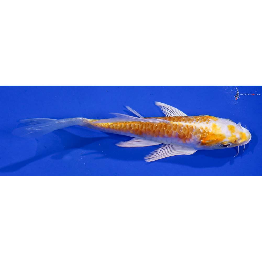 5.5” Imported Armor Scaled Lemon Hariwake Butterfly Koi