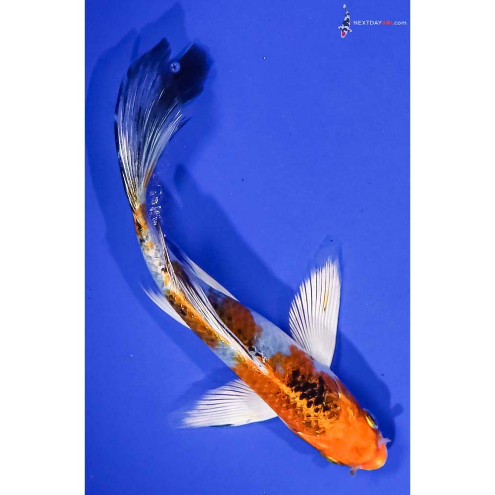 6” Imported Yamato Nishiki Butterfly Koi
