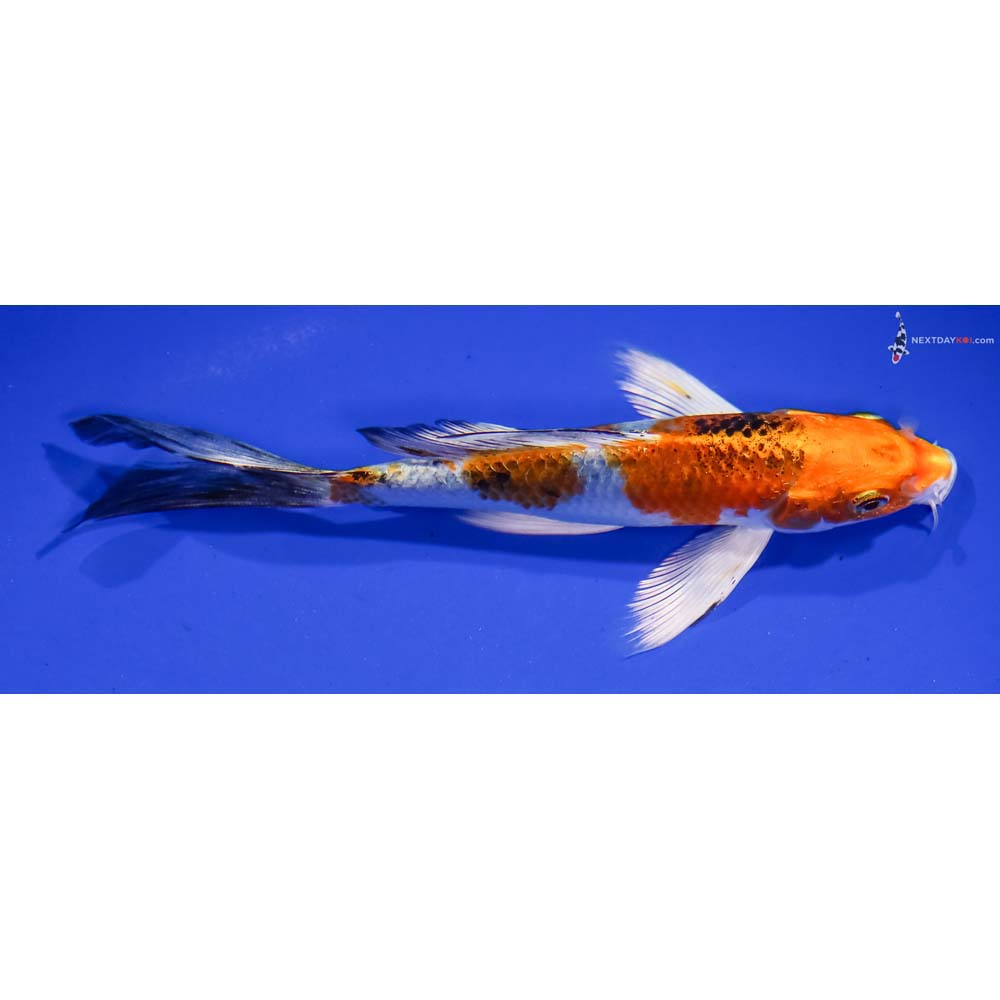 6” Imported Yamato Nishiki Butterfly Koi