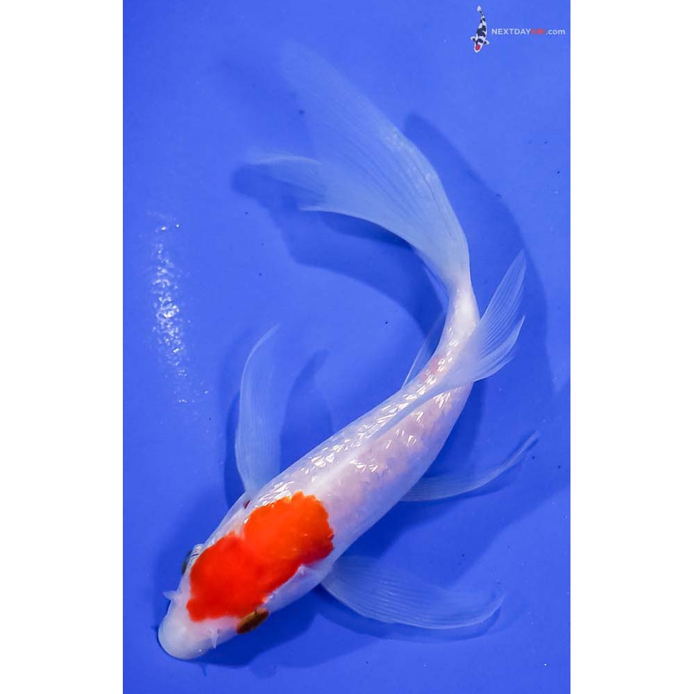 6” Imported Gin Rin Kohaku Butterfly Koi