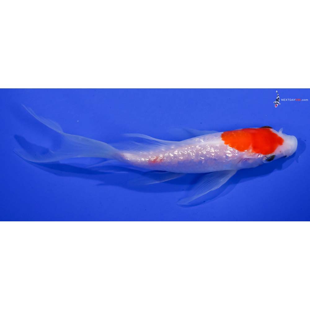 6” Imported Gin Rin Kohaku Butterfly Koi