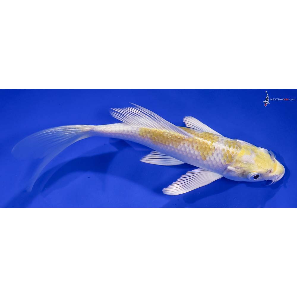 6” Imported Lemon Hariwake Butterfly Koi