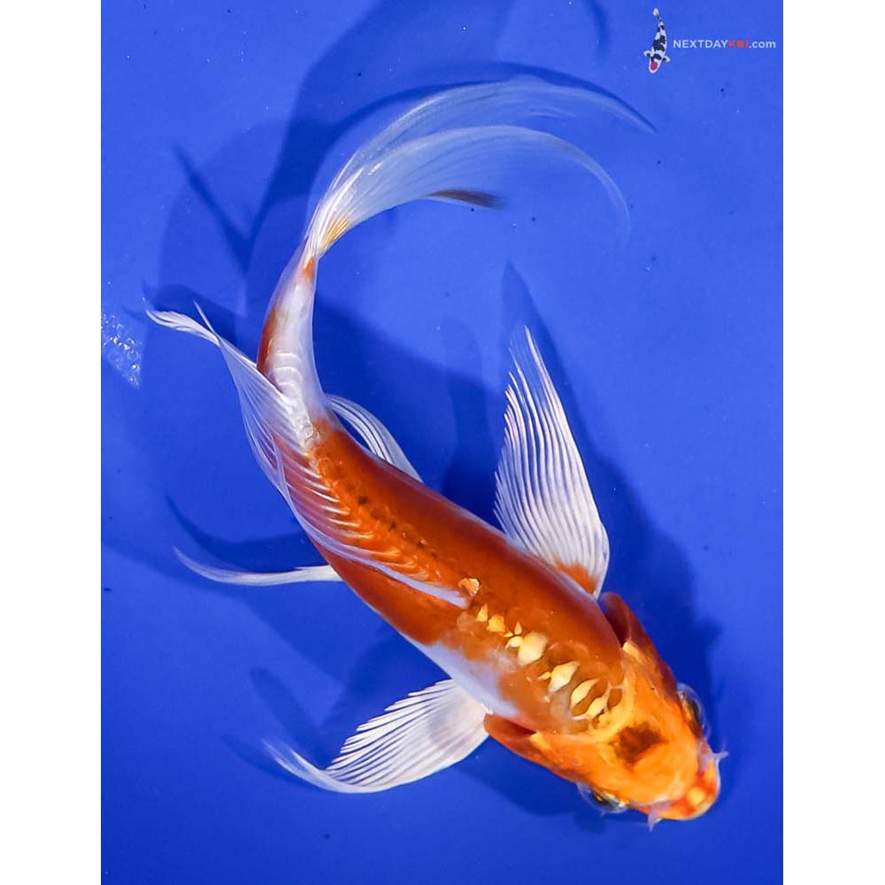 6” Imported Kikusui Butterfly Koi