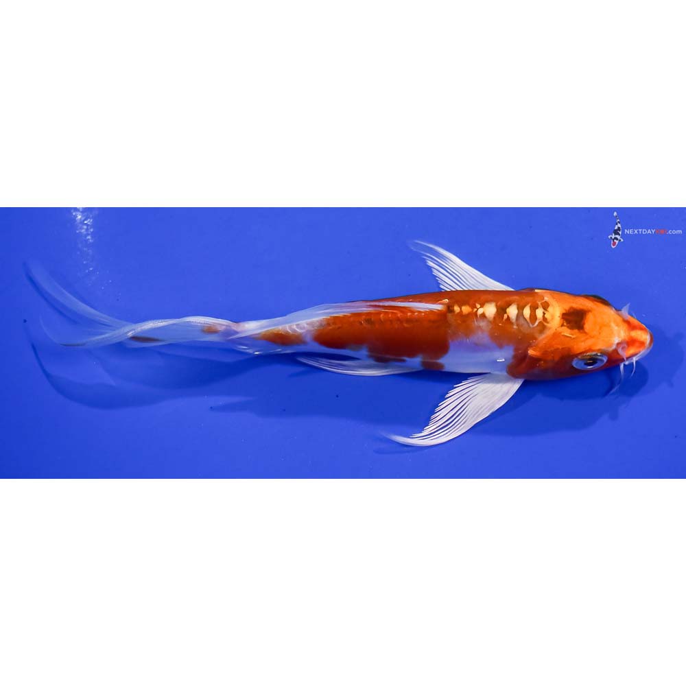 6” Imported Kikusui Butterfly Koi