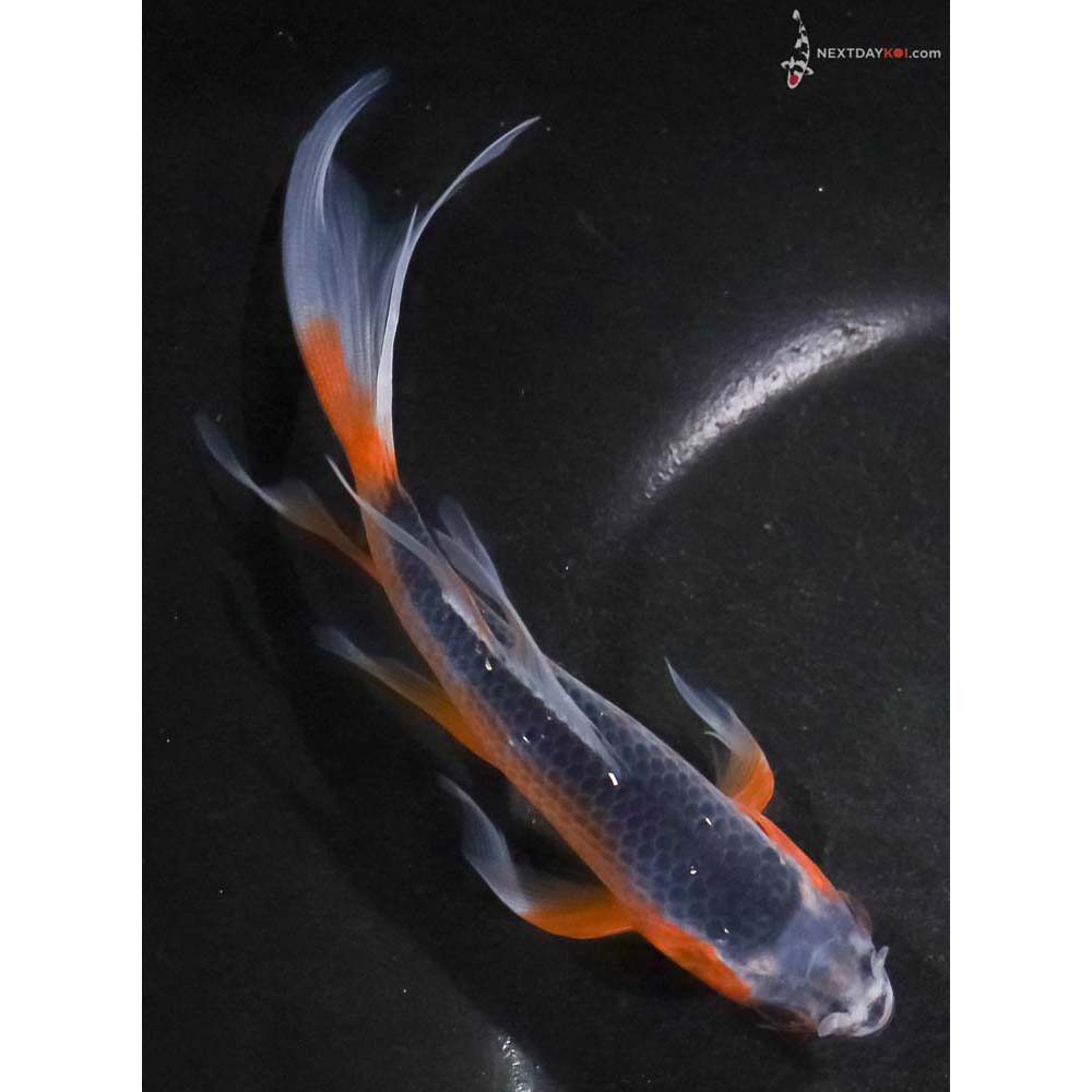 6” Imported Asagi Butterfly Koi
