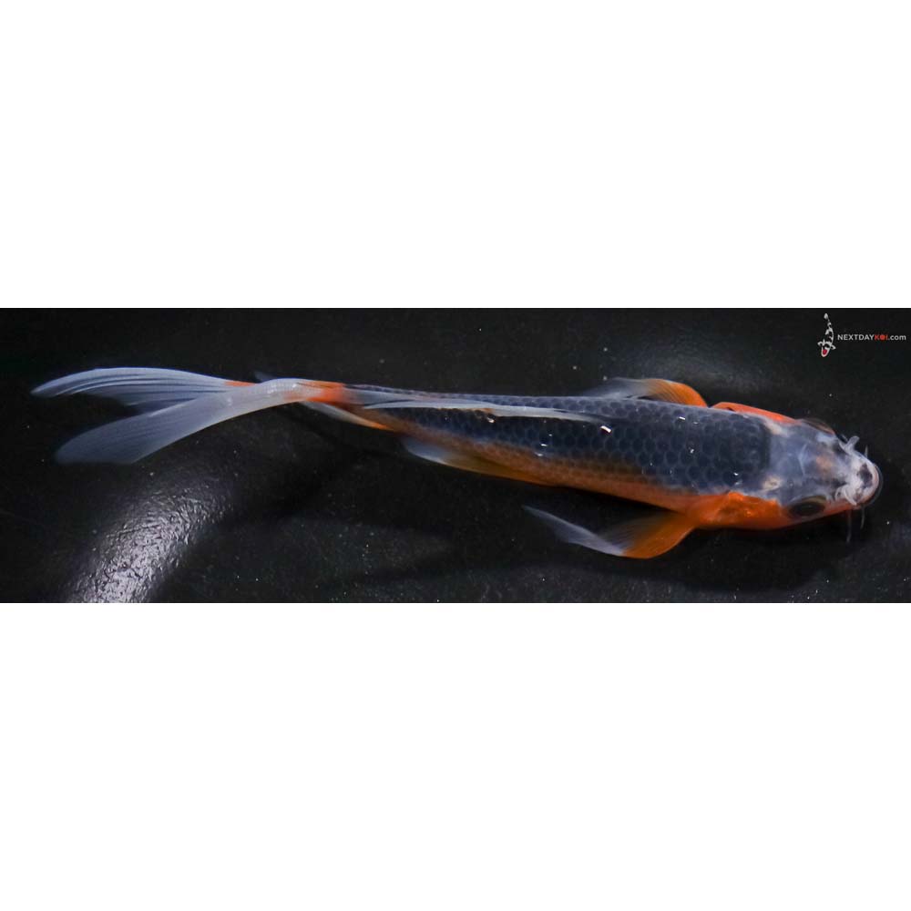 6” Imported Asagi Butterfly Koi