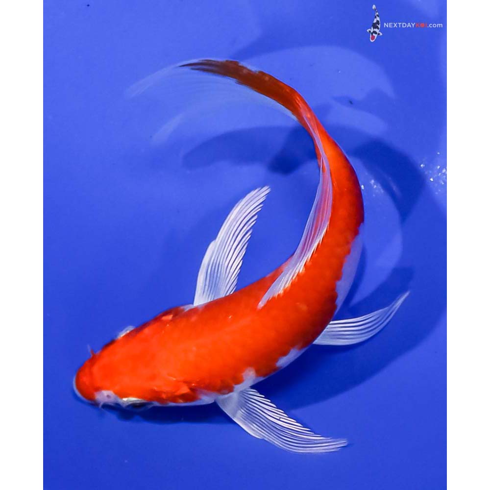 4.5” Imported Hariwake Butterfly Koi