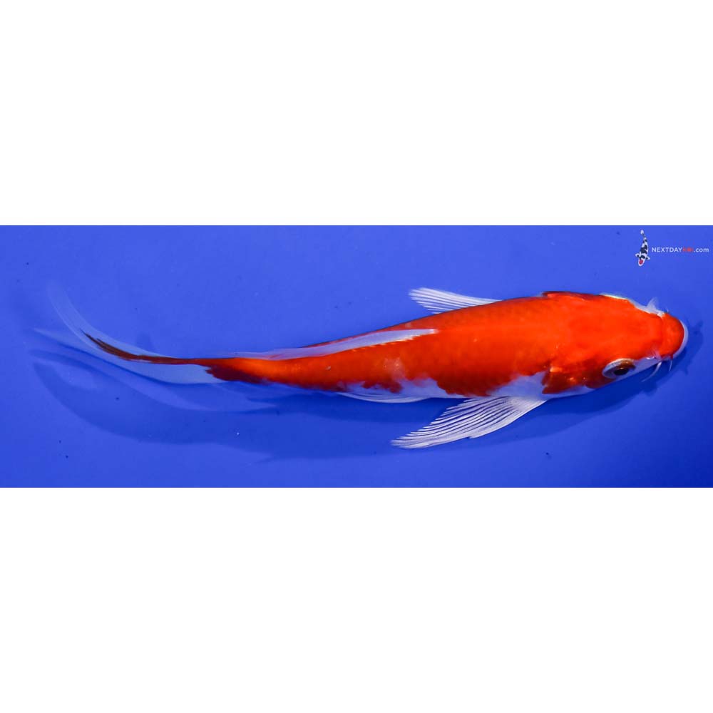 4.5” Imported Hariwake Butterfly Koi