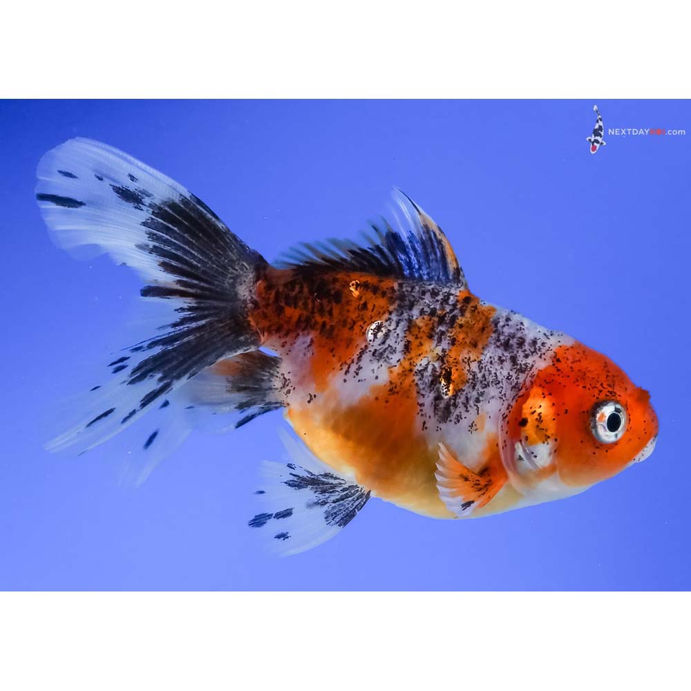 3.5” Imported Calico Oranda