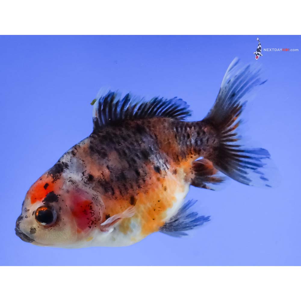 4” Imported Calico Oranda