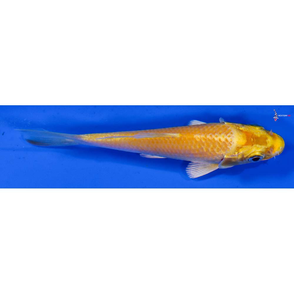 3.5” Imported Yamabuki Ogon