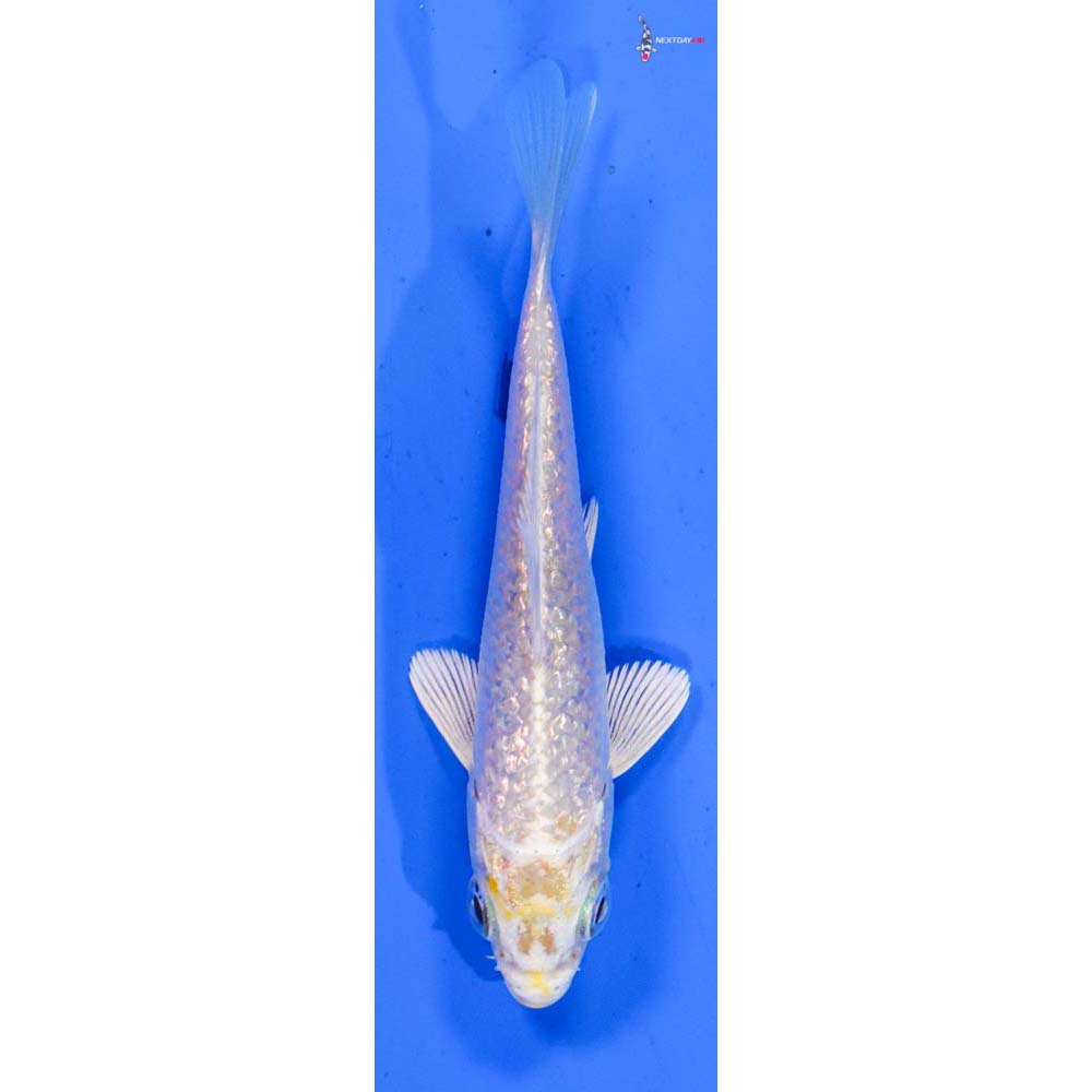 3.5” Imported Gin Rin Lemon Hariwake