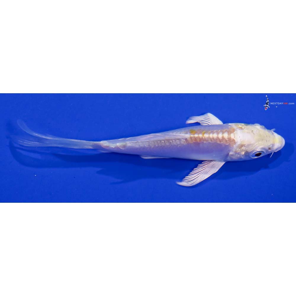 3.5” Imported Doitsu Lemon Hariwake Butterfly Koi