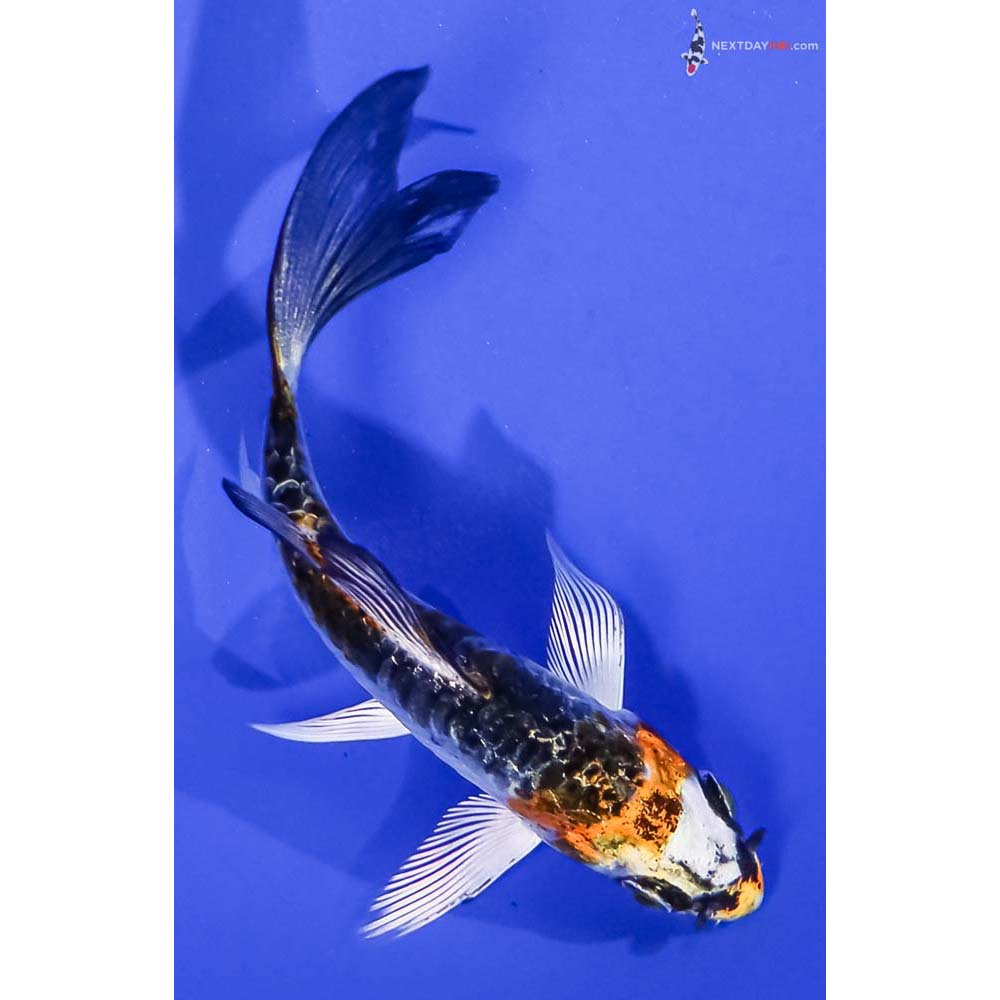 3.5” Imported Doitsu Kujaku Butterfly Koi