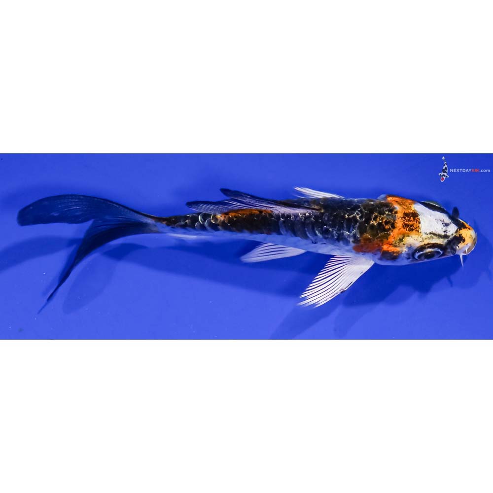 3.5” Imported Doitsu Kujaku Butterfly Koi