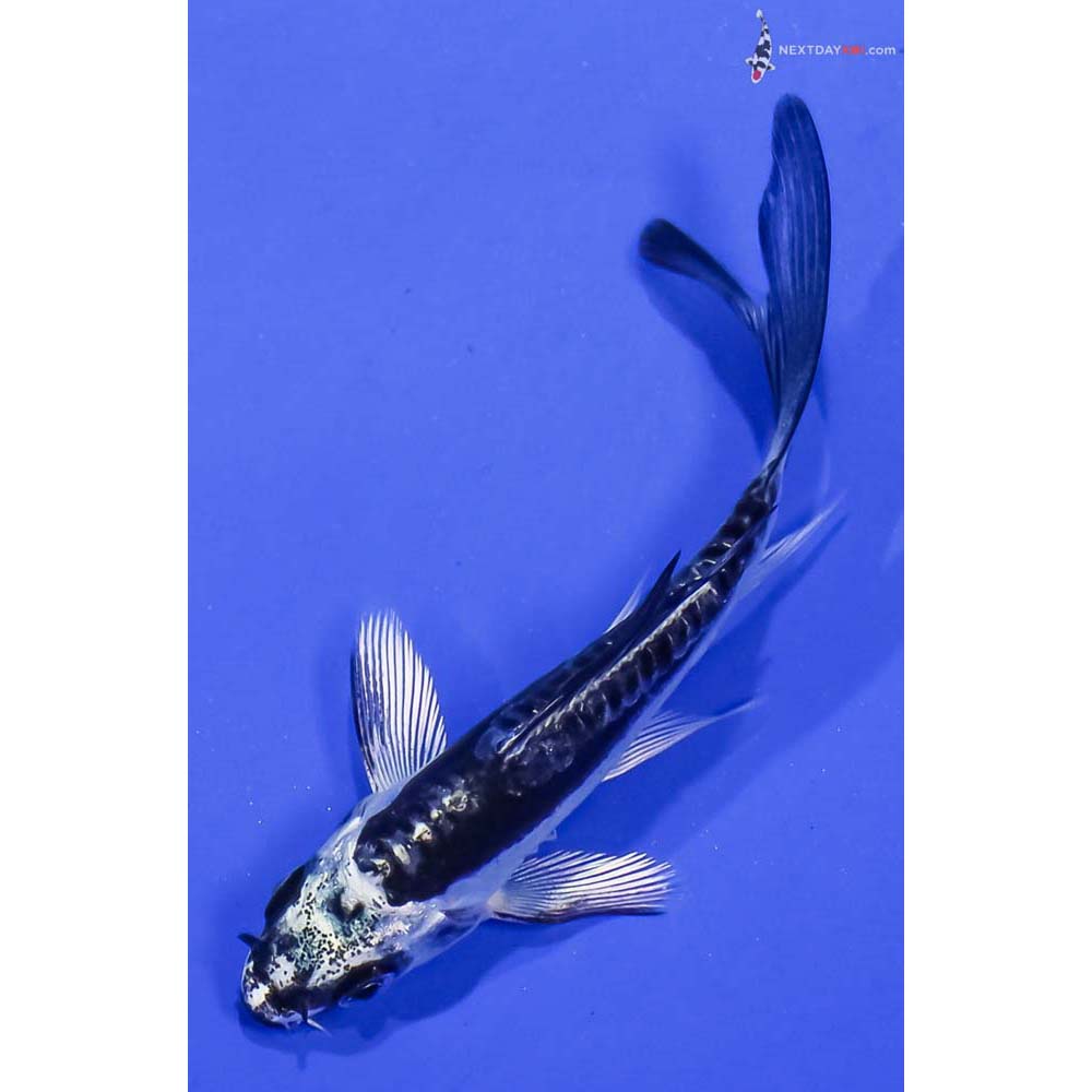 3.5” Imported Kikokuryu Butterfly Koi
