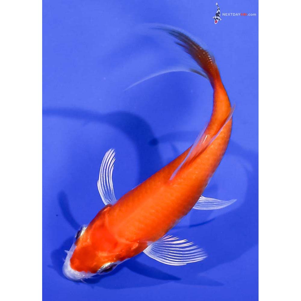 3.5” Imported Hariwake Butterfly Koi