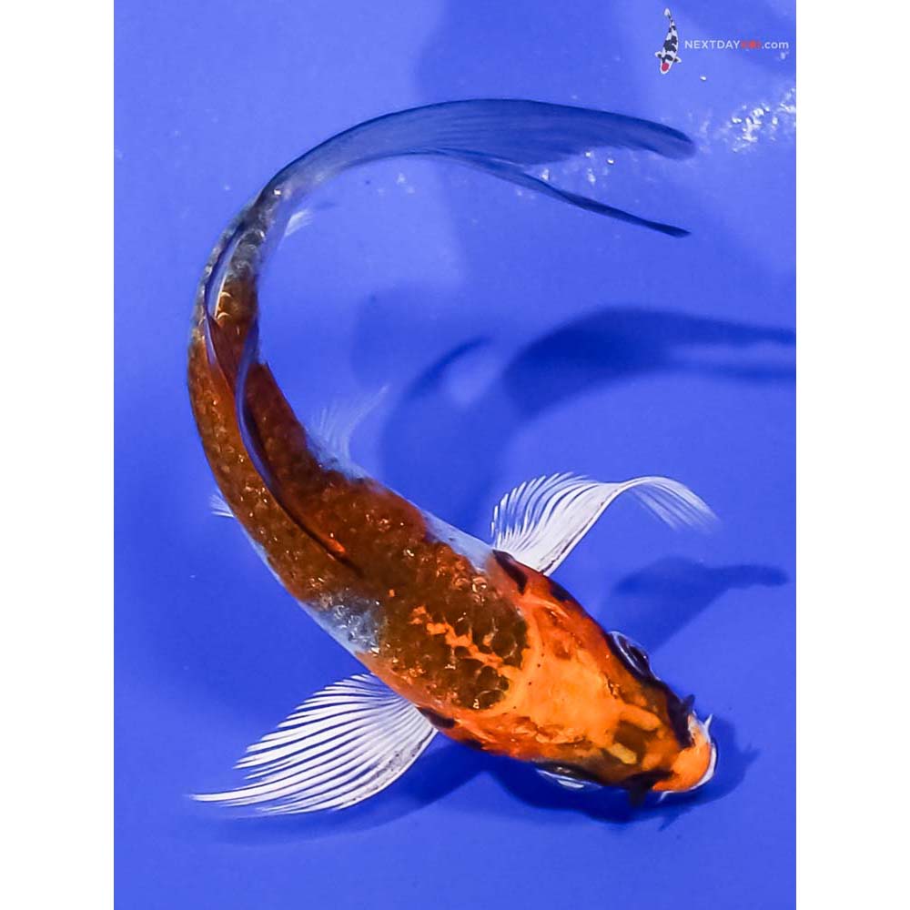 3.5” Imported Kujaku Butterfly Koi